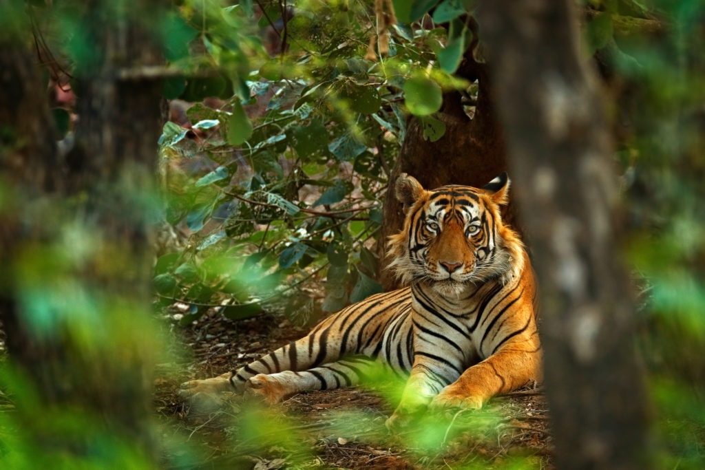 Male Indian tiger laying in its habitat.