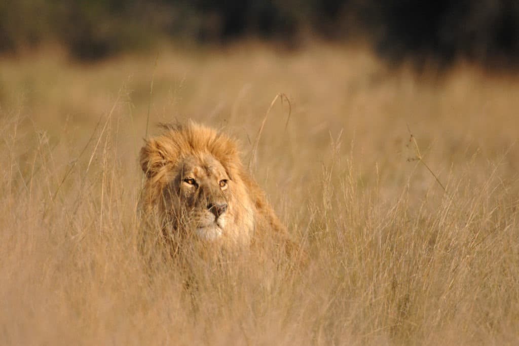 Male Lion hiding in long grass.