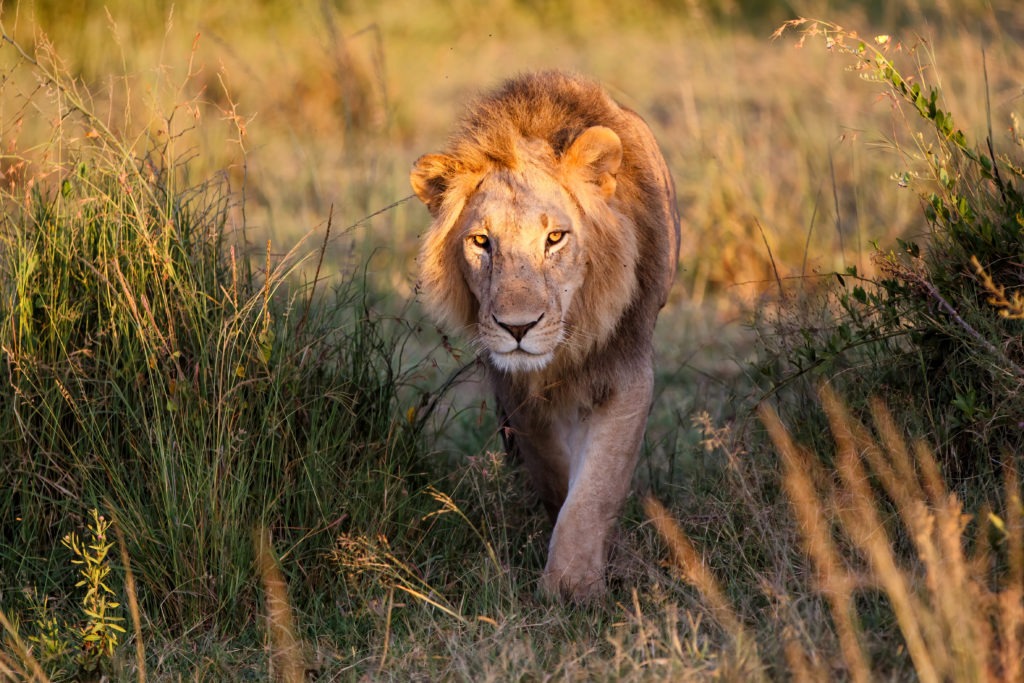 Male lion walking in the Masai Mara reserve.