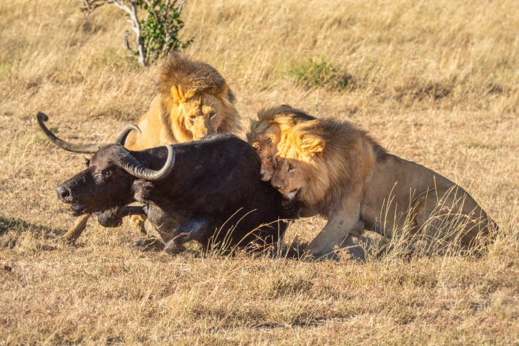 Male lions bite a cape buffalo.