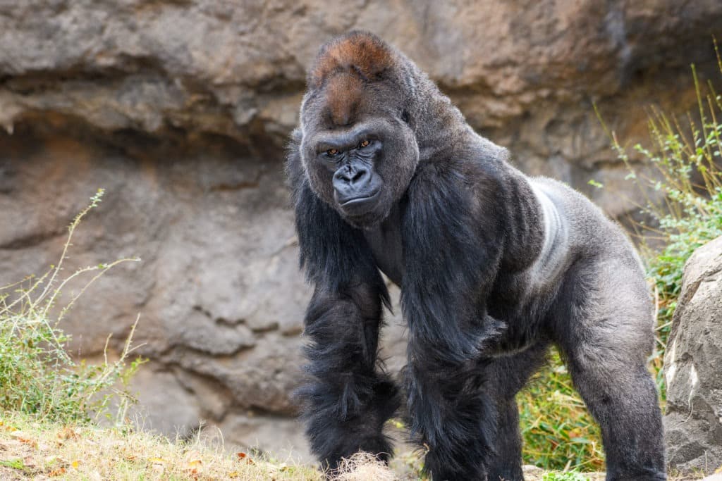 Male silverback western lowland gorilla.