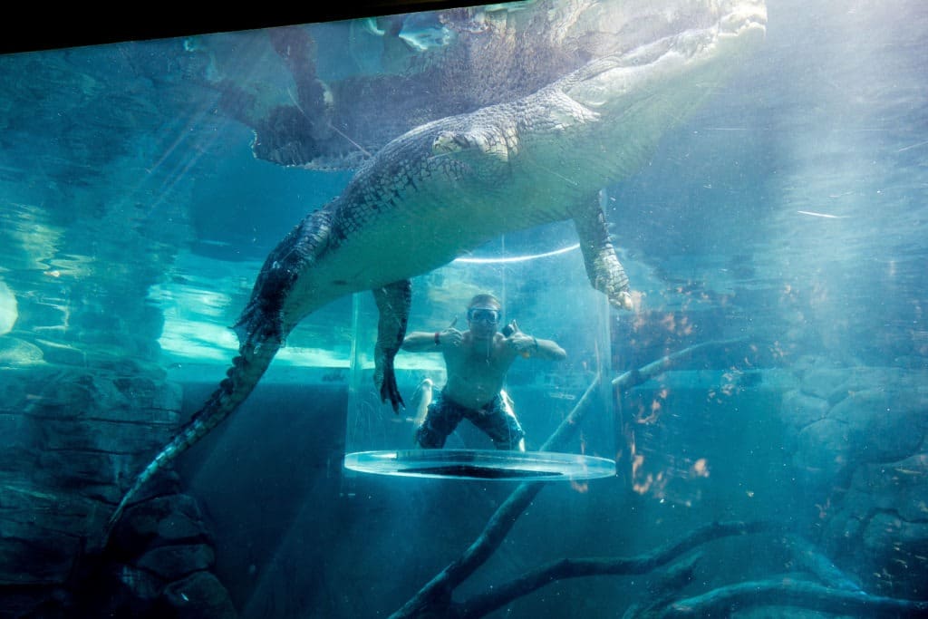 Man diving with a crocodile while inside acrylic cage.
