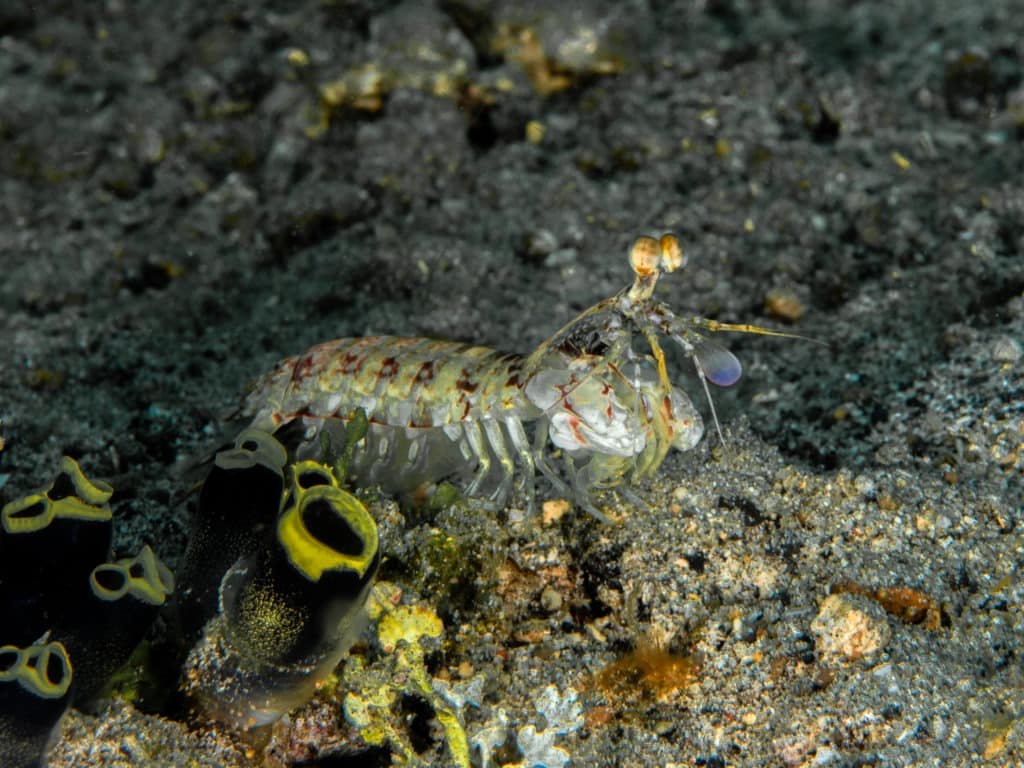 Mantis shrimp in Indonesia.