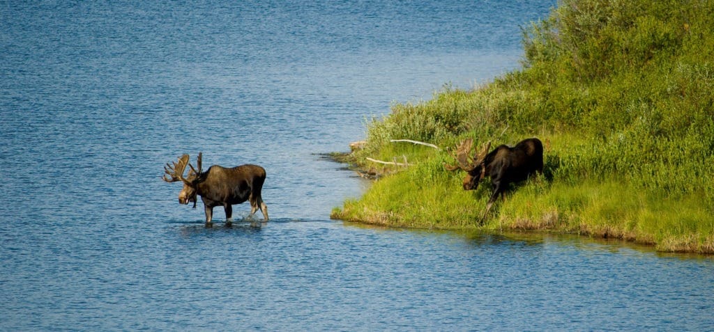 Two moose crossing a river.