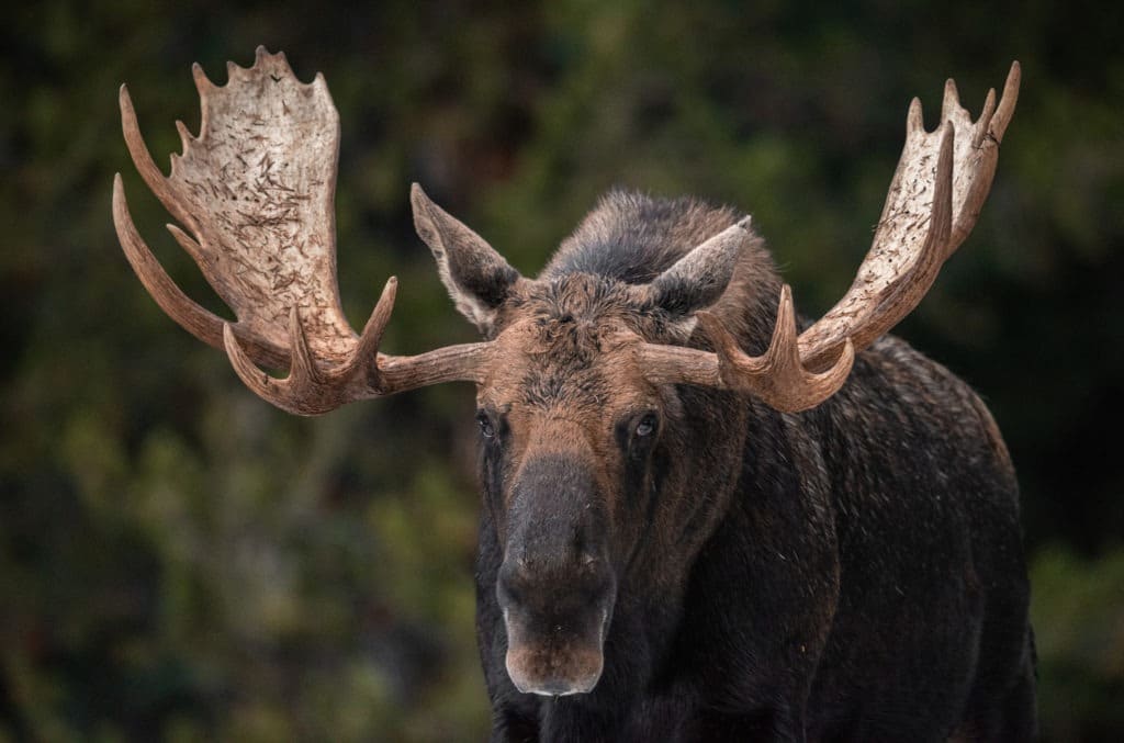 Moose in Jasper, Canada.