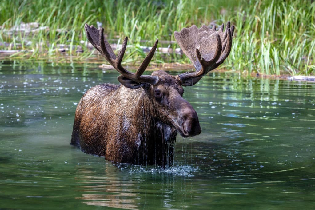 Moose standing in water of Moose Lake.