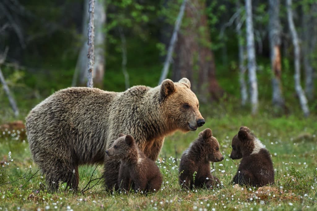 Mother grizzly bear with three cubs.