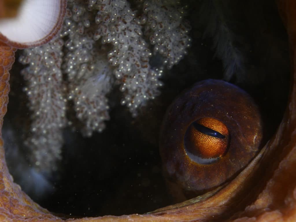 Mother octopus and eggs underwater.