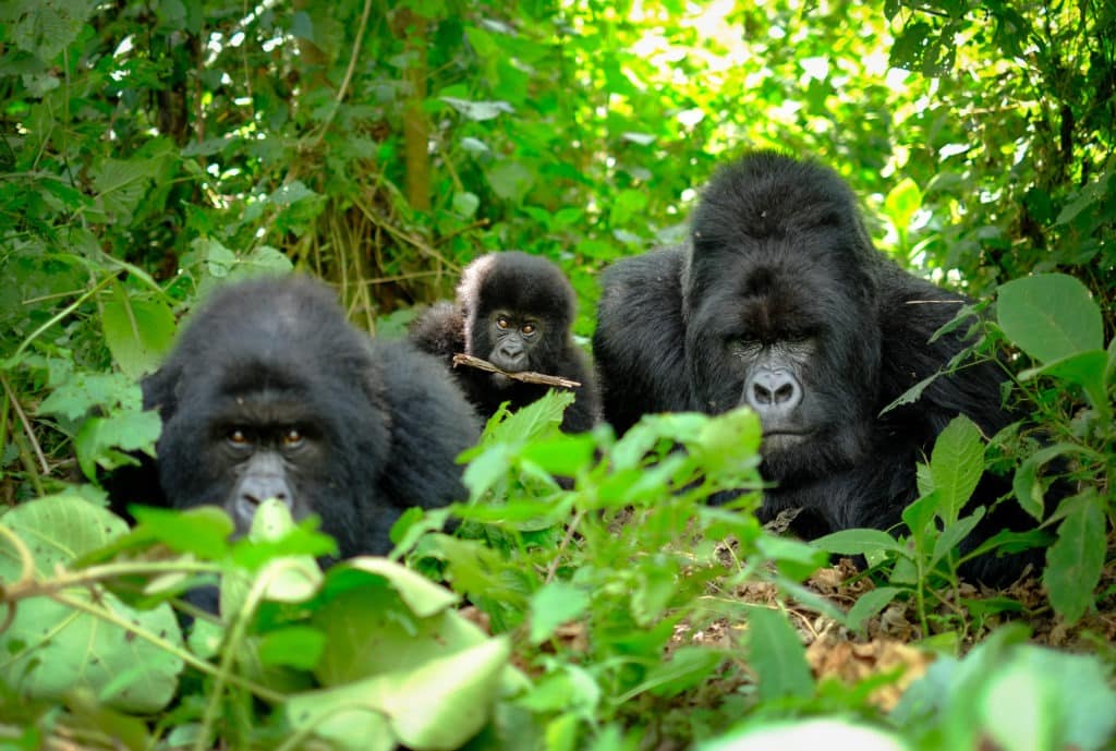 Family of mountain gorillas.