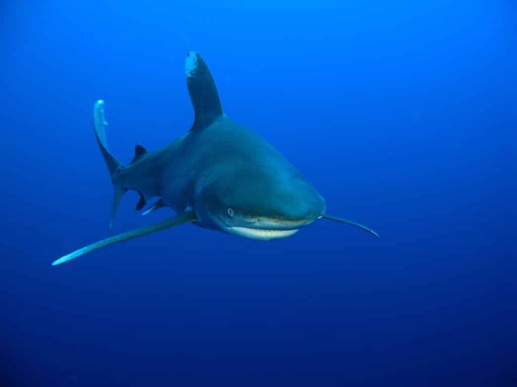 Oceanic whitetip shark.