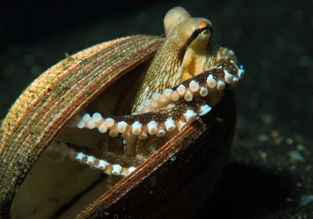 Octopus peeping from its shell.