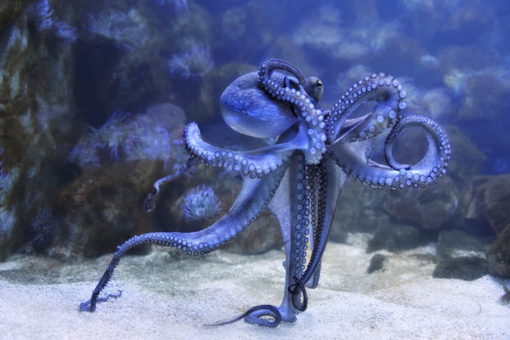 Octopus standing in the blue waters.