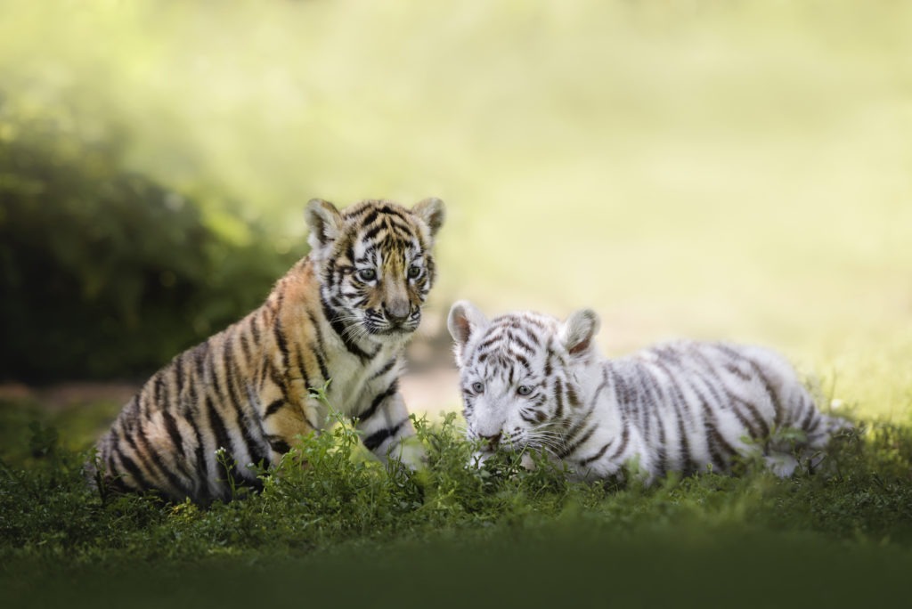 Orange and white bengal tiger cubs.