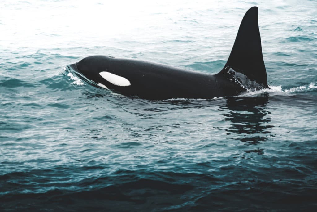 Orca near the Iceland mountain coast during winter.