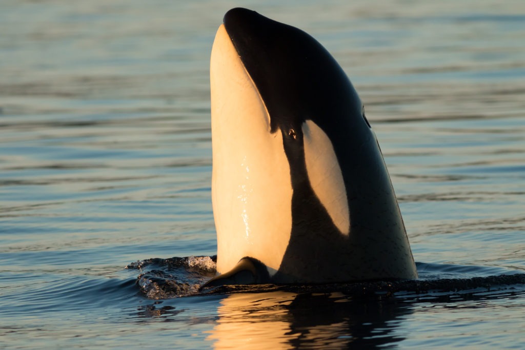 Orca peaking through the water surface.