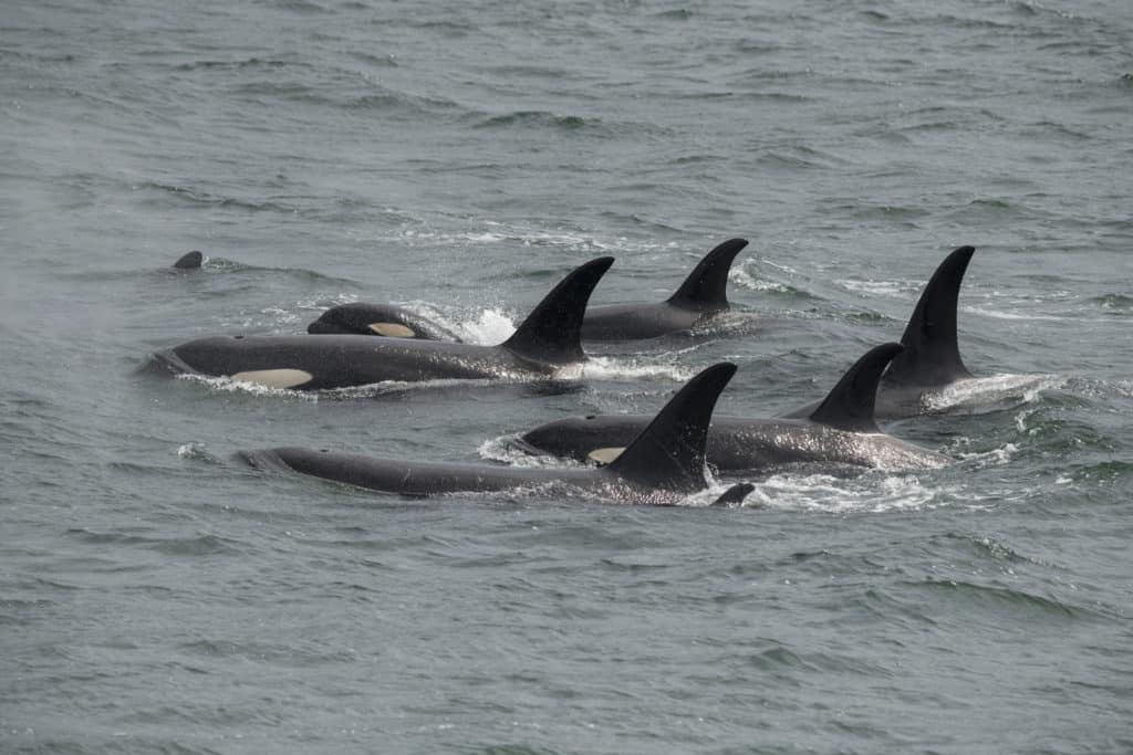 Orca pod in Icy Strait, Alaska.