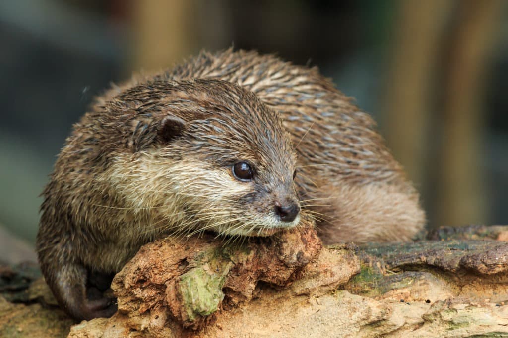 An oriental short-clawed otter.