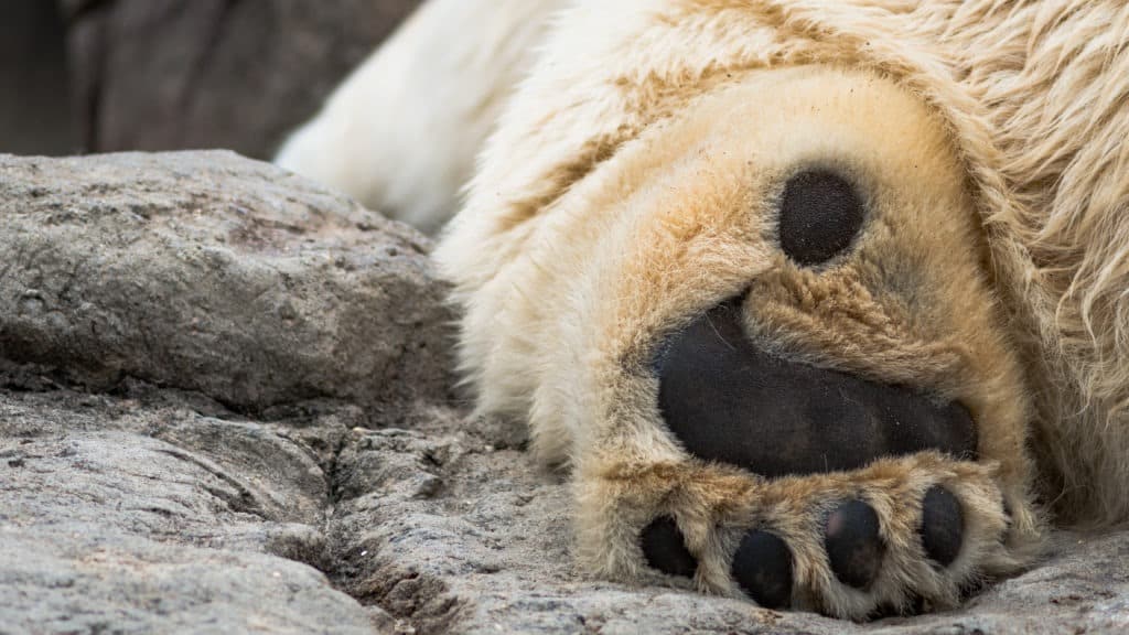 Paw of a polar bear.