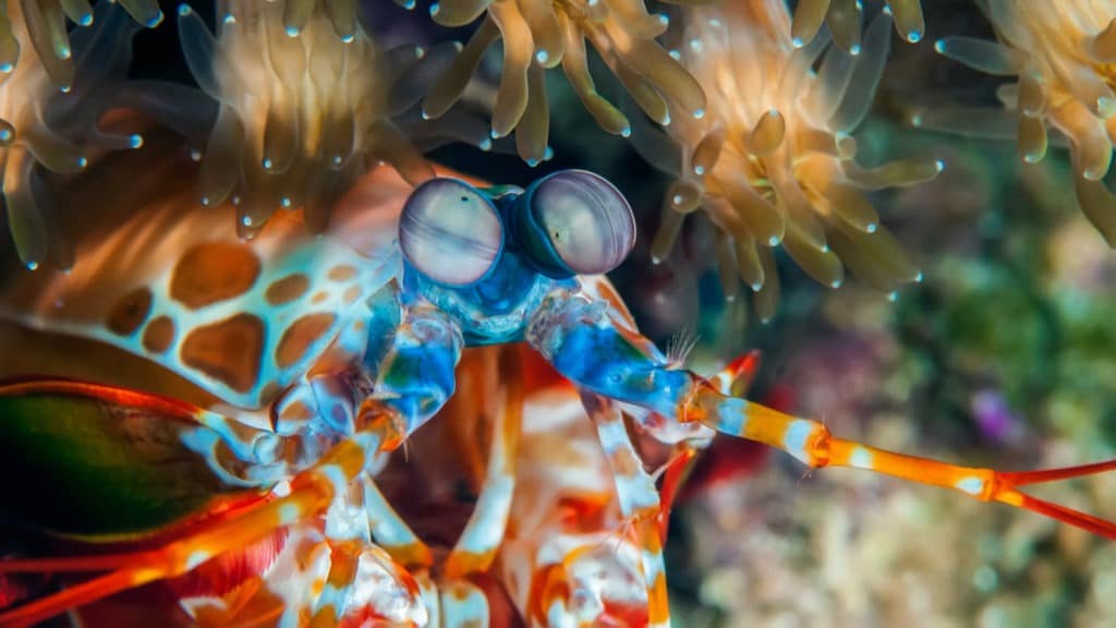 Peacock mantis shrimp getting out of its burrow.