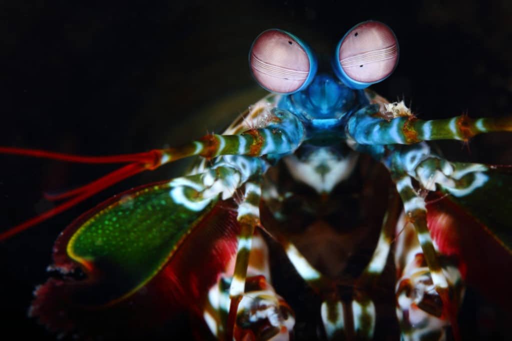 Peacock mantis shrimp, eye focus.