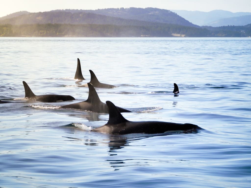 Pod of orca moving together in a costal landscape.