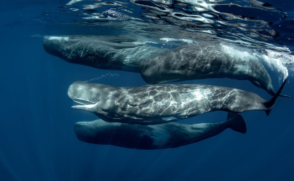 A pod of sperm whales underwater in the Atlantic ocean.