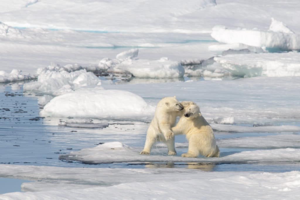 Two polar bear cubs playing together on the ice.