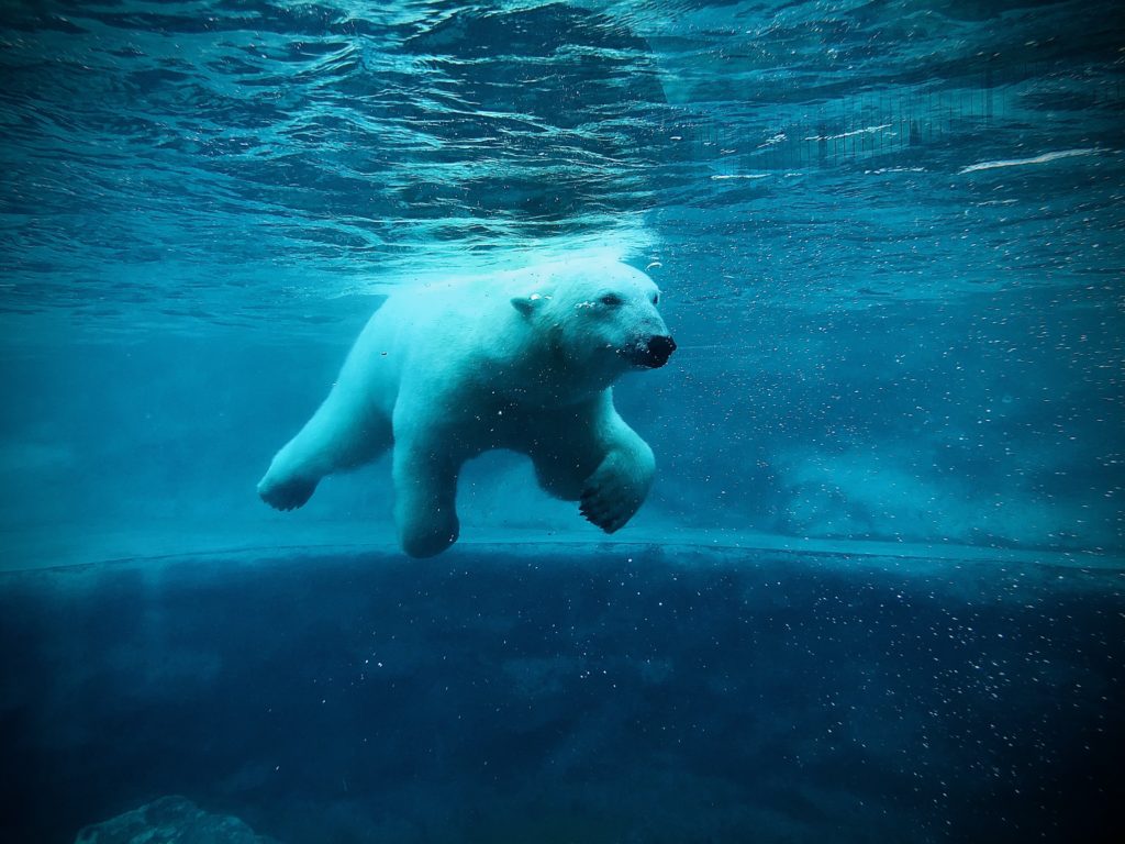Polar bear swimming underwater.