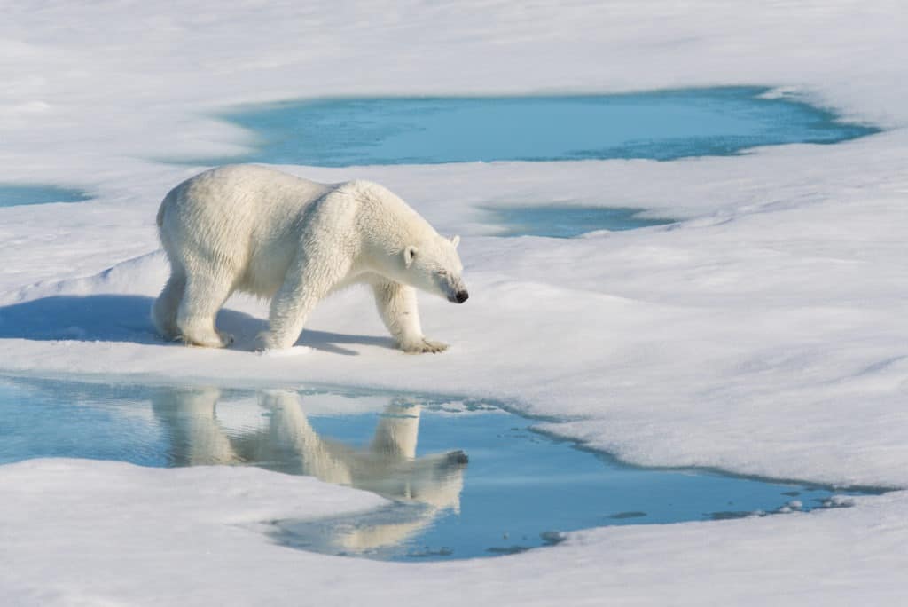 Polar bear walking on ice with its reflection on the water.