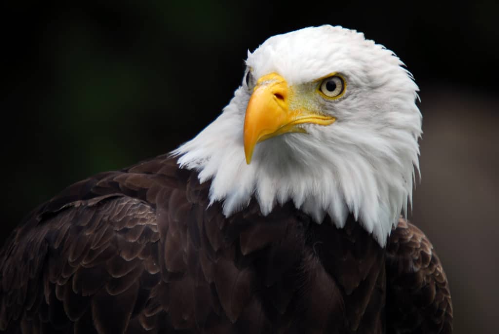 Portrait of an american bald eagle.