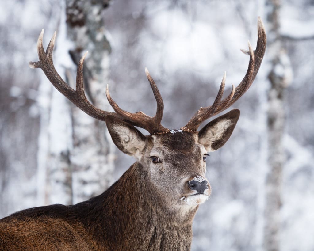 Portrait of the arctic reindeer.