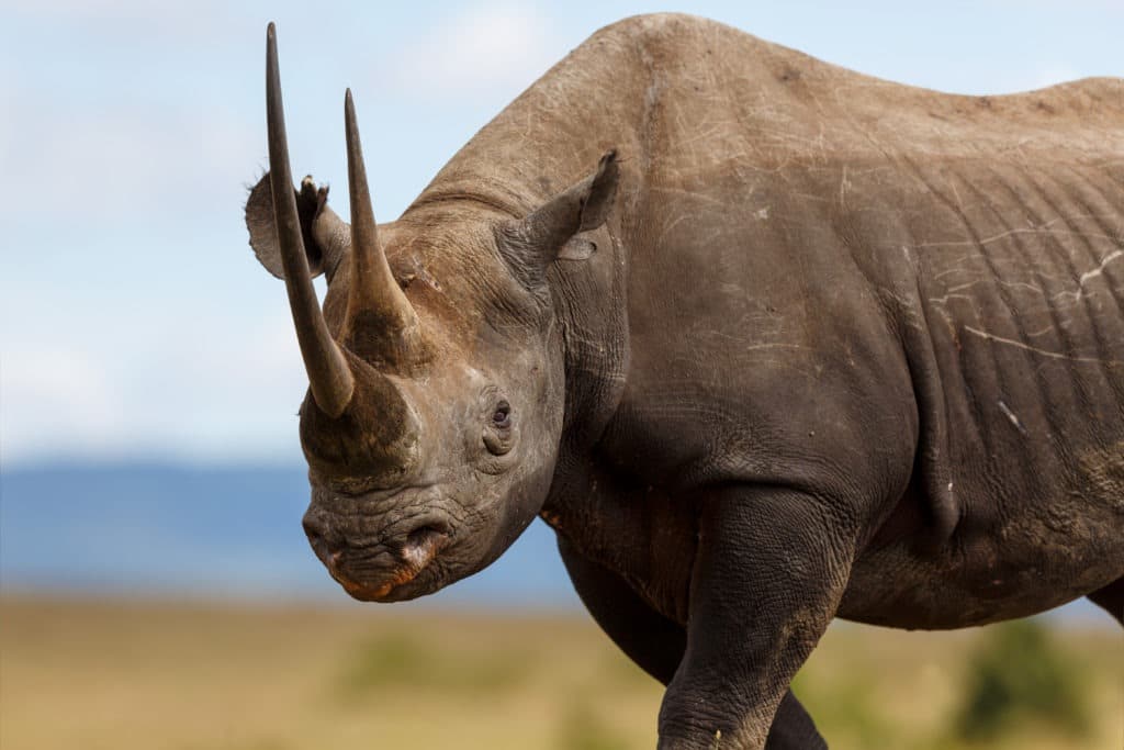 Portrait of a black rhino in Karanja.
