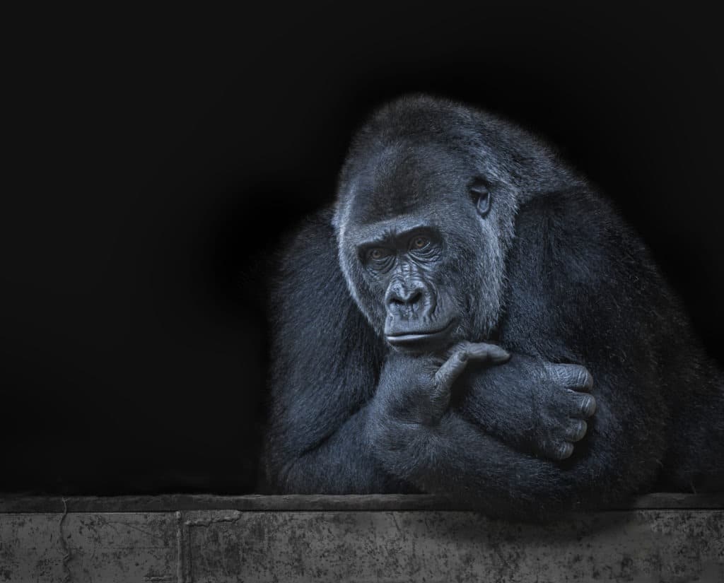 Portrait of a gorilla thinking with black background.