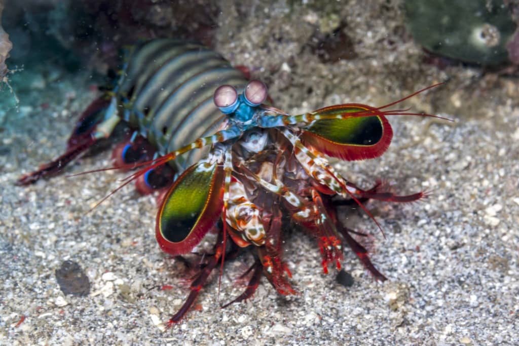 Odontodactylus scyllarus, peacock mantis shrimp