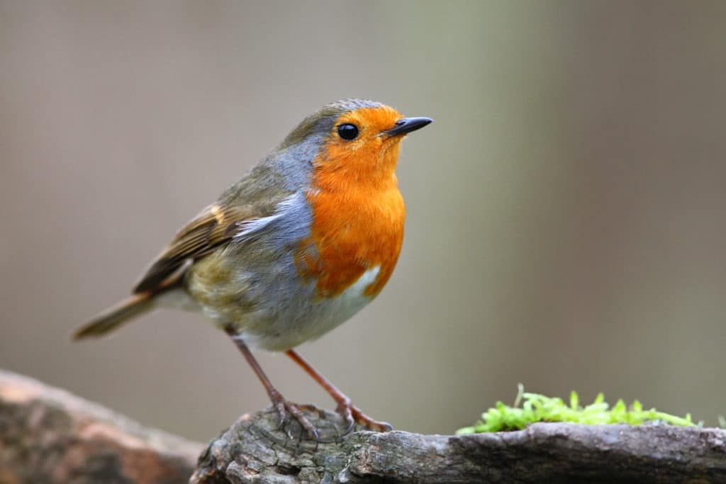 Portrait of a robin bird on a branch.