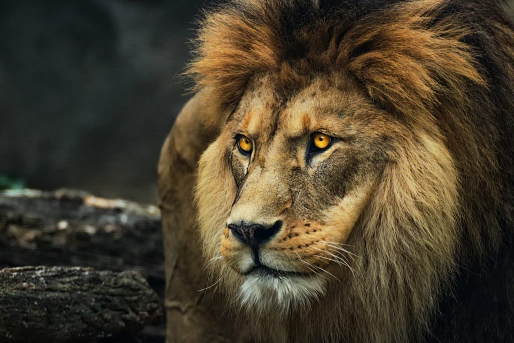 Portrait of a strong lion.