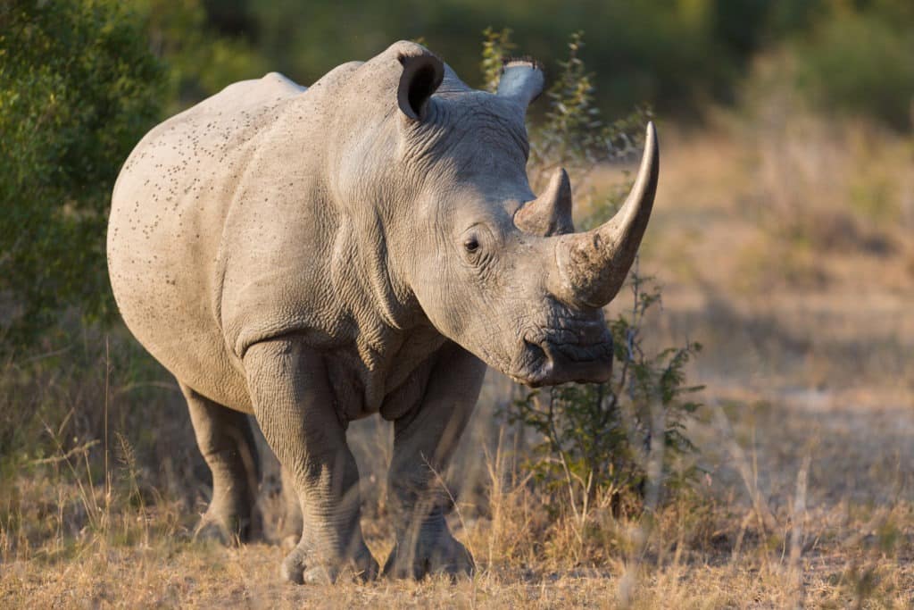 Portrait of a White Rhinoceros in Kruger.
