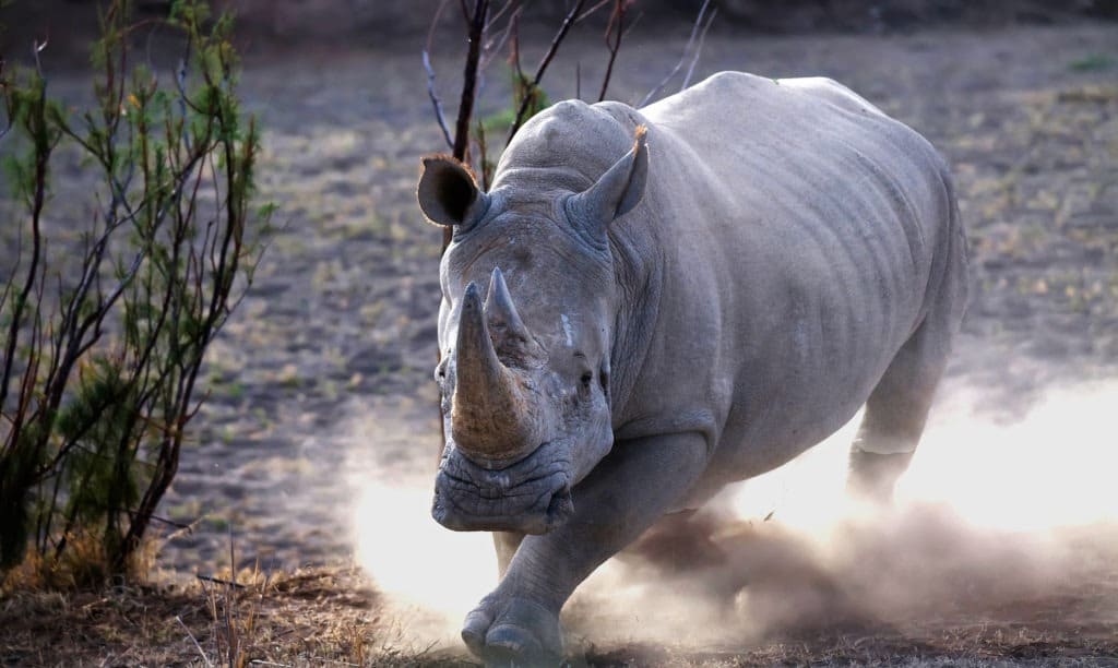 Rhinoceros charging with dust on its trail.