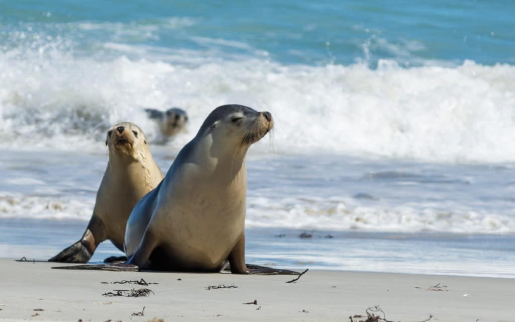 Seal Bay Kangaroo Island