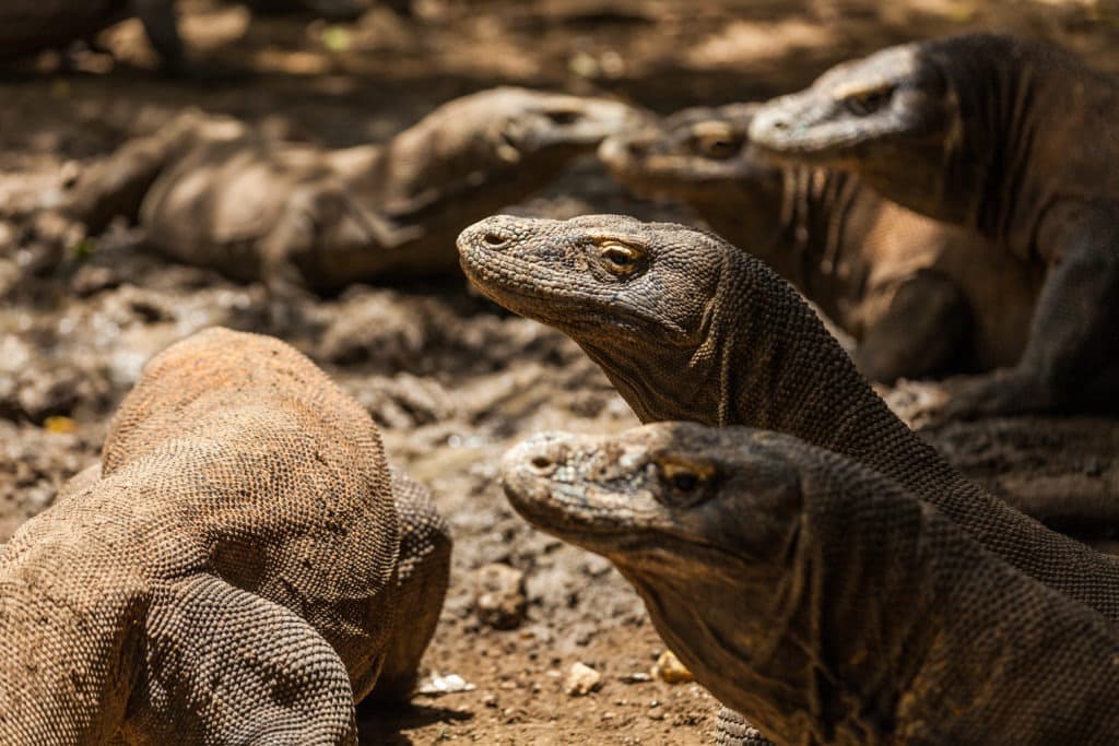 Several komodo dragons hiding in the shade.