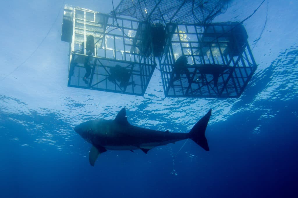 Great White shark beneath cage divers.