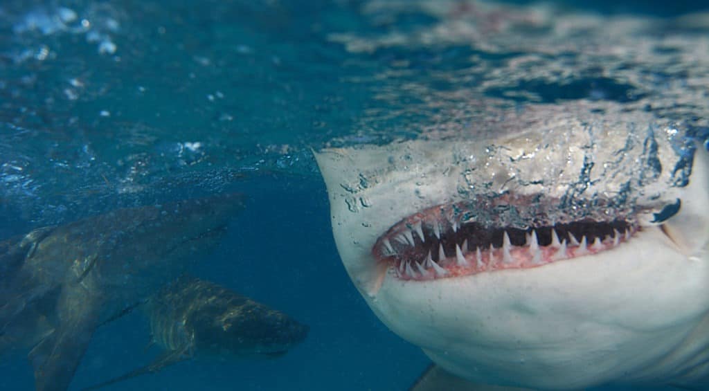 Detailní záběr žraločích čelistí.