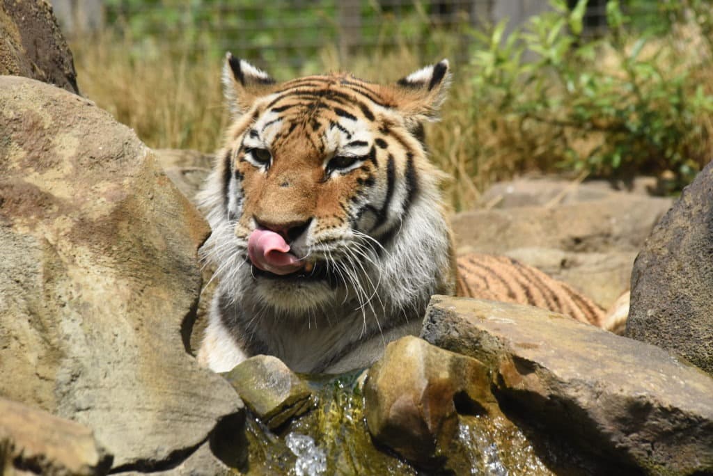Siberian tiger with curled tongue.