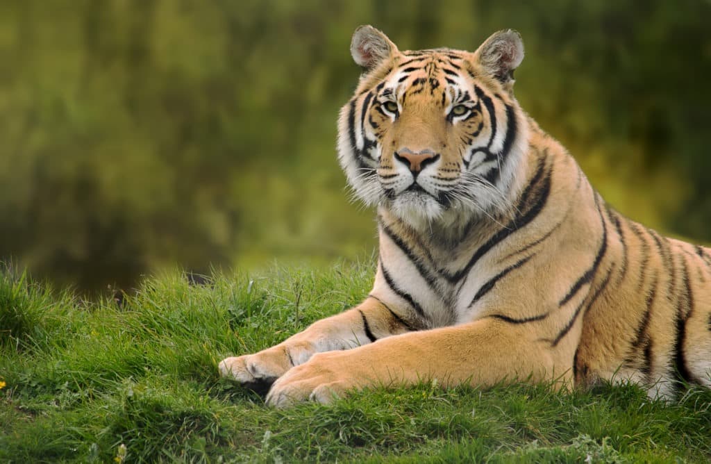 Siberian tiger resting in the fresh green grass.