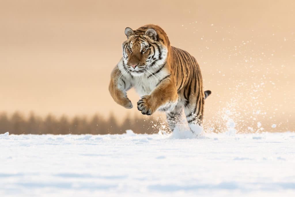 Siberian tiger leaping over winter snow.
