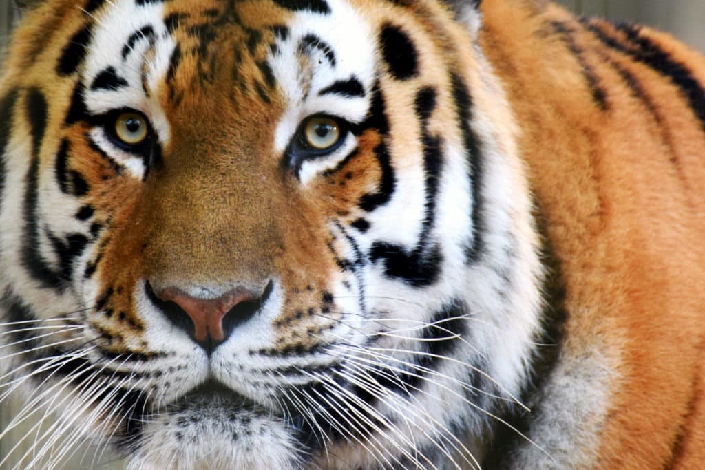 Siberian tiger looking at the camera.