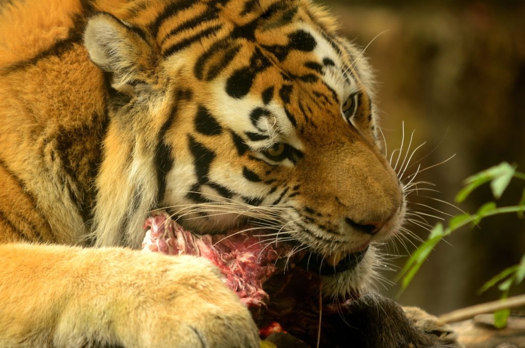 Siberian tiger with bloody meat during his feeding.
