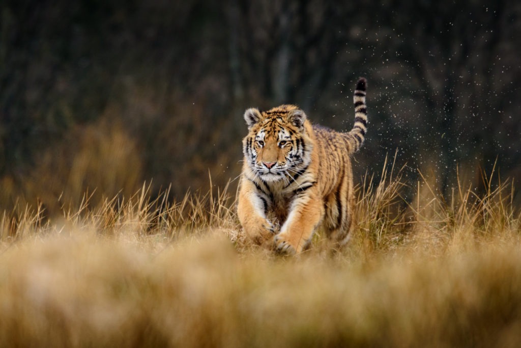Siberian tiger (Ursus maritimus) running on a grassy field.