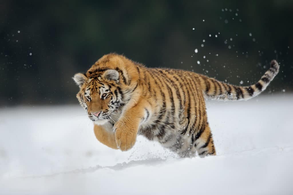Siberian tiger running through the snow.