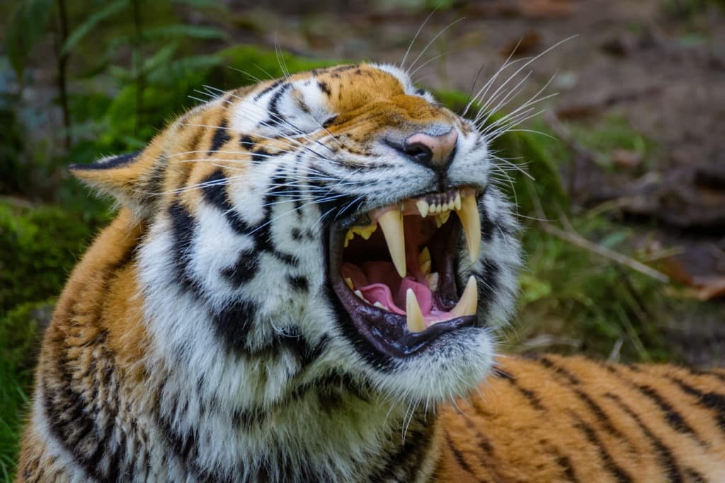 Siberian tiger showing its sharp teeth.